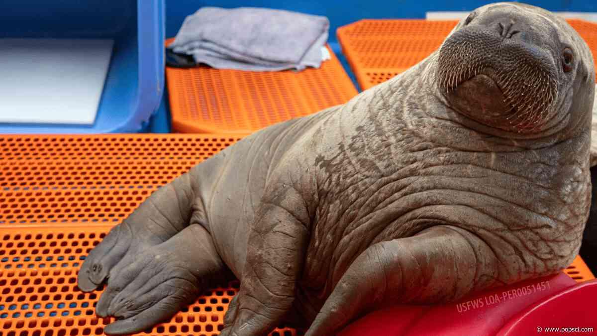 Orphaned walrus calf rescued from nearby polar bears in Alaska