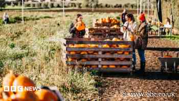 How pumpkin-picking is helping to save farms