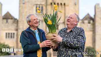 Castle set for dazzling display of new daffodil type