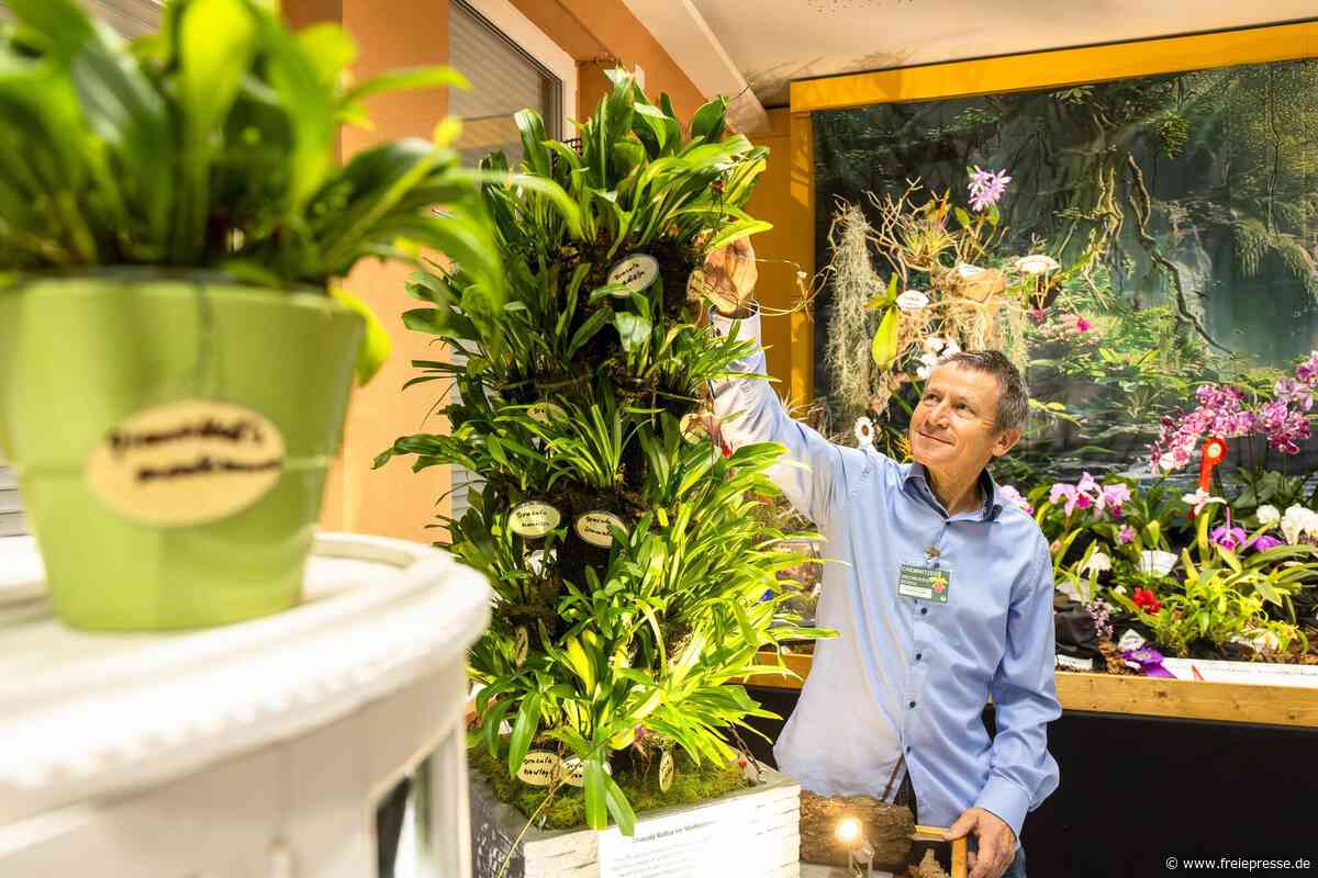 Chemnitzer mit 600 Orchideen zu Hause verrät: So pflegt man die Pflanzen richtig
