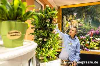 Chemnitzer mit 600 Orchideen zu Hause verrät: So pflegt man die Pflanzen richtig