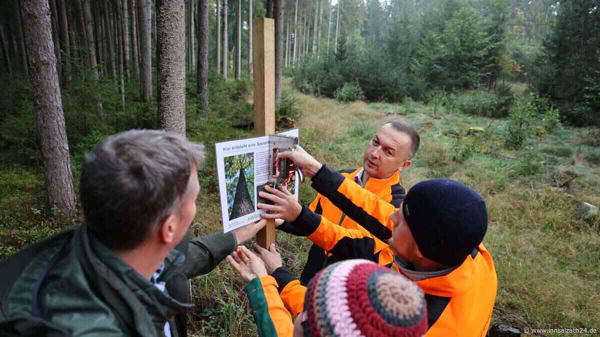 Speed-Dating der Elite-Bäume: Speierling-Plantage in Flossing ist der Hoffnungsträger im Klimawald