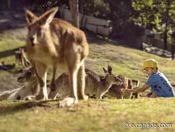 Hang with Australian wildlife at this Gold Coast sanctuary