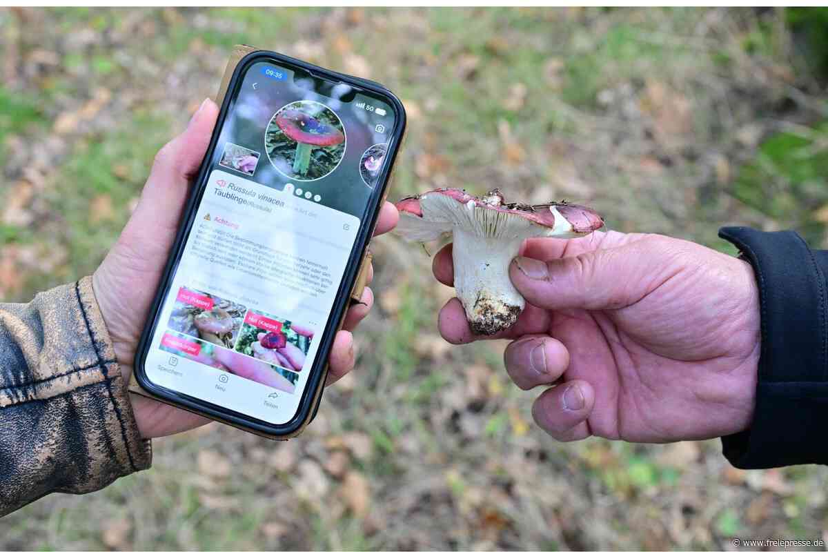 Pilz-App im Praxistest bei Zwickau: Kann sie mit einem Experten mithalten?
