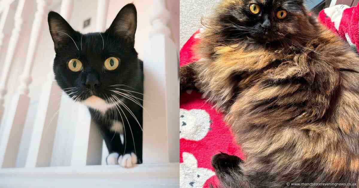 The 10 adorable cats looking for their forever home in Greater Manchester as RSPCA launches appeal