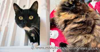 The 10 adorable cats looking for their forever home in Greater Manchester as RSPCA launches appeal