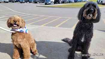 Who's a good mayor? Kitimat adds 2 dogs to the ballot to boost voter turnout