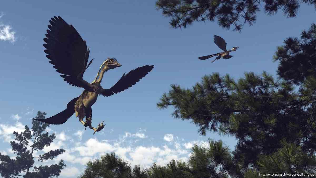 Flugverweigerer der Urzeit: Neu entdecktem Urvogel fehlte wichtige Fähigkeit