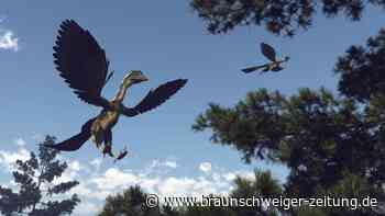 Flugverweigerer der Urzeit: Neu entdecktem Urvogel fehlte wichtige Fähigkeit