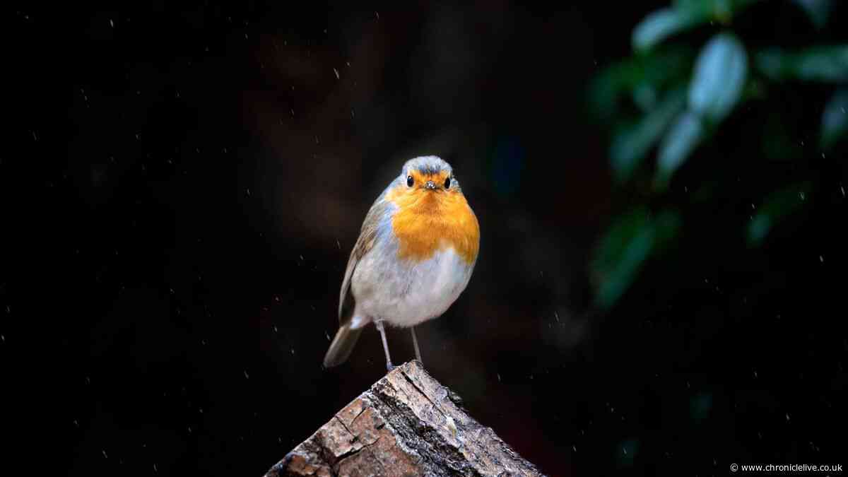 Robins will flock to your garden if you put out this £1 treat in October