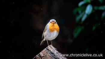 Robins will flock to your garden if you put out this £1 treat in October