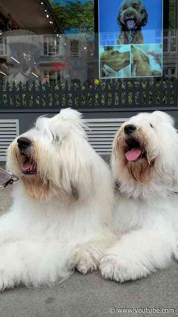 Movie Star Dogs Keep Getting Recognized On Their Day Off In London | The Dodo