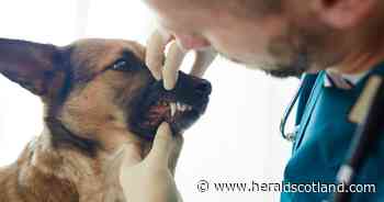 Ayrshire veterinary nurse found half naked after injecting himself with sedative