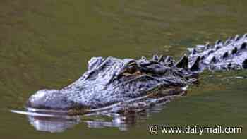 Fisherman, 71, killed by 12-foot alligator in Florida waters infested with dangerous animals