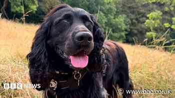 Dog who lost both eyes learns to navigate by scent