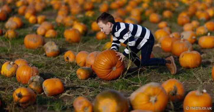 Here’s why you shouldn’t be spooked if your pumpkins are smaller this Halloween
