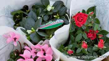Why you could get roses at Christmas and no, we don't mean chocolates!
