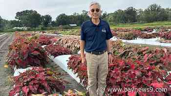 UF/IFAS marks 50 years of caladium breeding in Florida