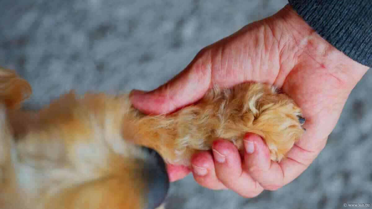 „Wo sind unsere Fans von alten Tieren?“ – Hunde-Opa Markus findet einfach kein Zuhause