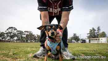 King Dobby ate a Croc and a bottle top – leaving his owners an impossible $6000 choice