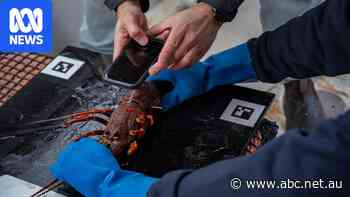 AI helps to track lobsters when 'no two shells are the same'