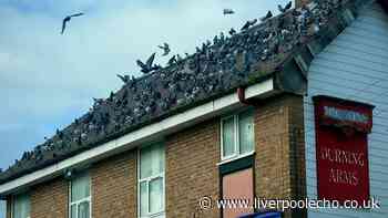 Wavertree Road's 'grass pigeons' are not there for the reason you think