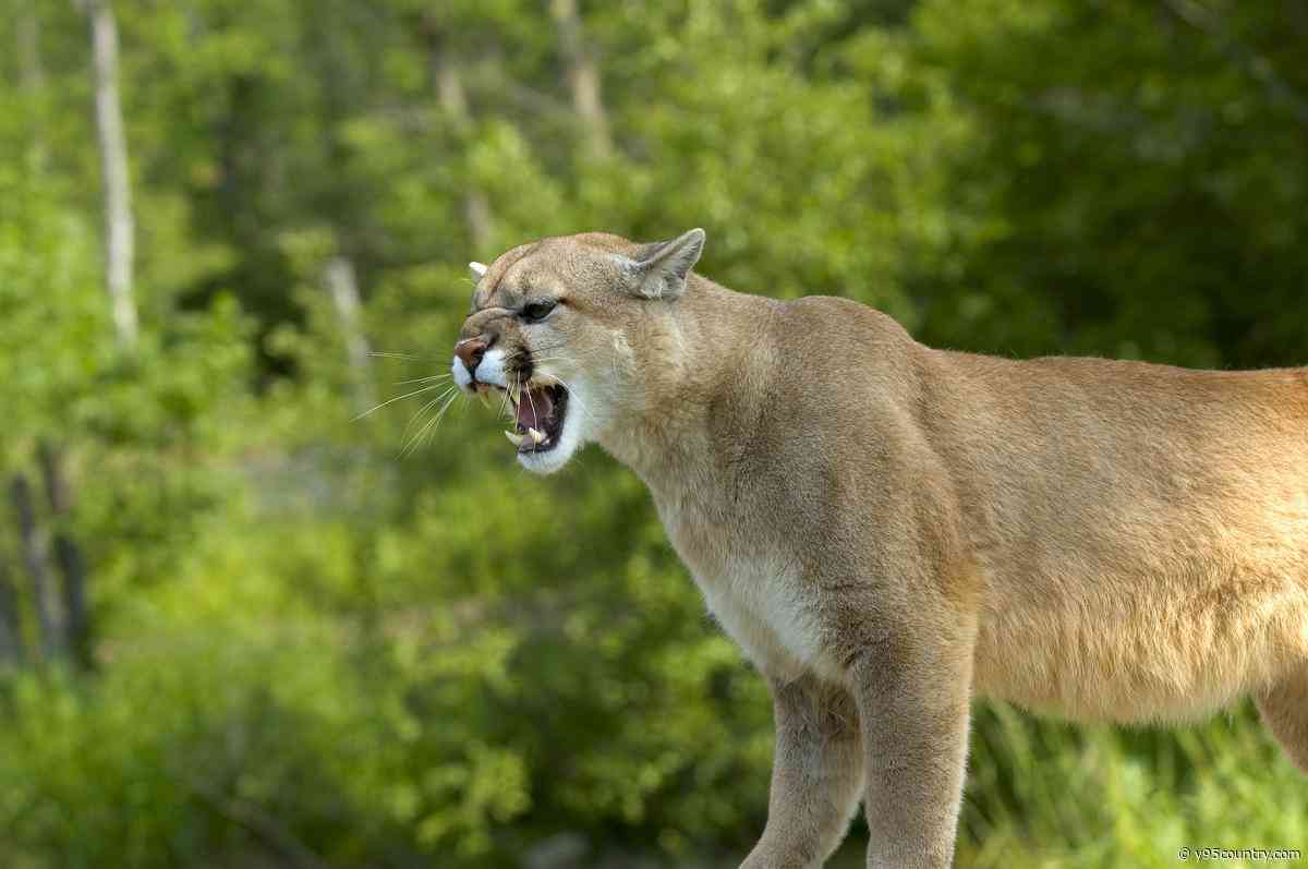 Mountain Lion Killed By Laramie County Sheriff’s Office, Another Reported