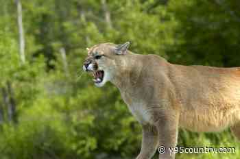 Mountain Lion Killed By Laramie County Sheriff’s Office, Another Reported