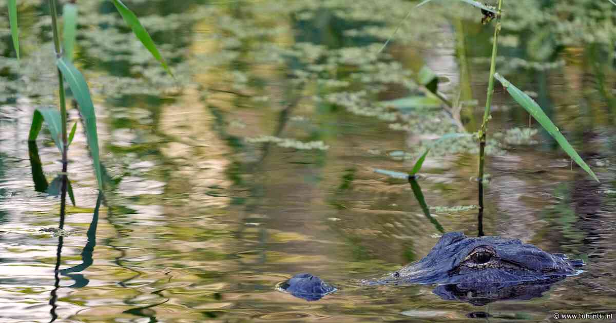 Visser (71) gedood door 3,5 meter lange alligator bij meer in Florida