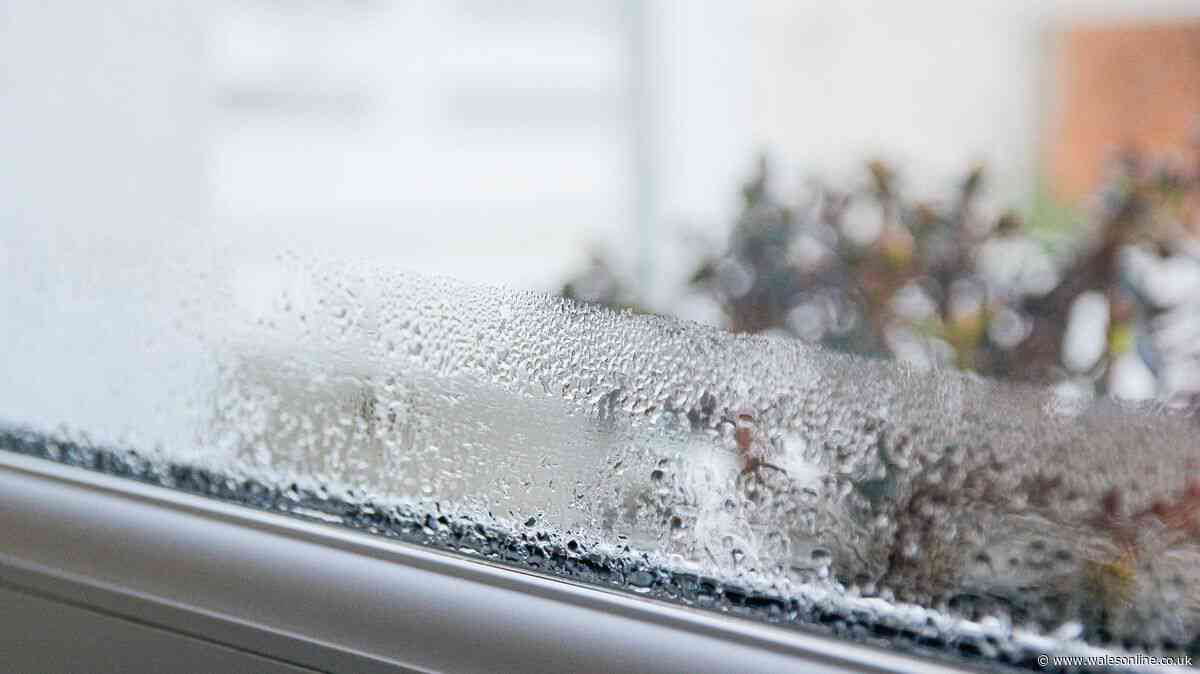 Stop mould and damp in your home with easy 15-minute daily habit