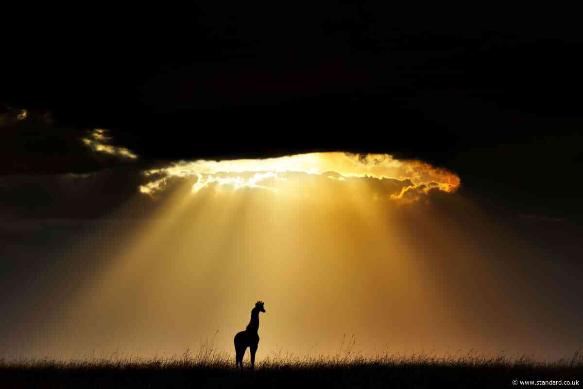 New wildlife photographic book celebrates Africa’s majestic giraffes