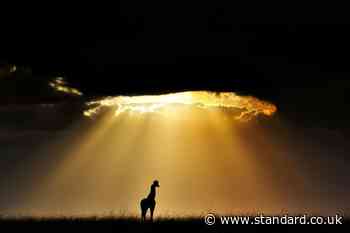 New wildlife photographic book celebrates Africa’s majestic giraffes