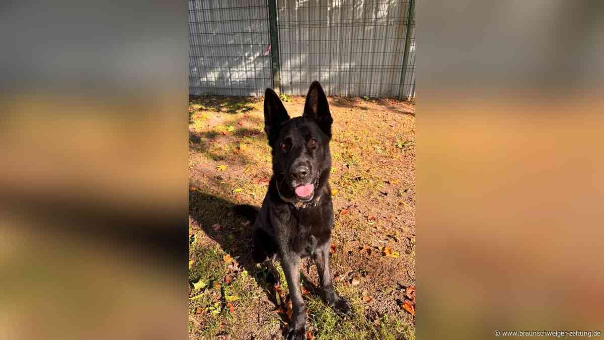 Merlin sucht ruhige Menschen mit Hundeerfahrung – wo gibt es die in Peine?