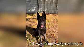 Merlin sucht ruhige Menschen mit Hundeerfahrung – wo gibt es die in Peine?