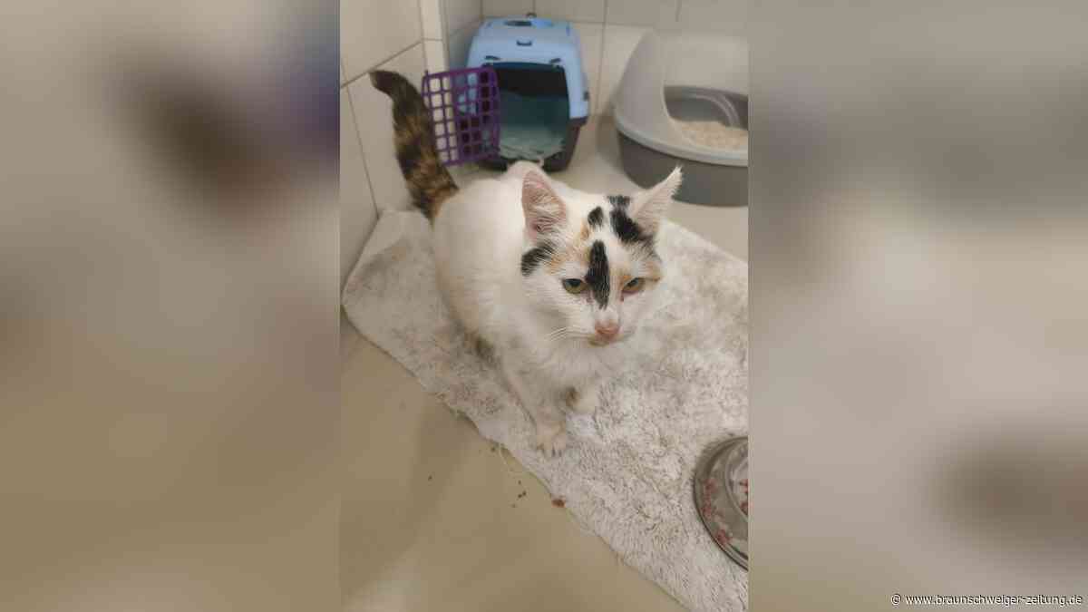 Katzenoma Hilda sucht Herzensplatz für ruhigen Lebensabend in Salzgitter