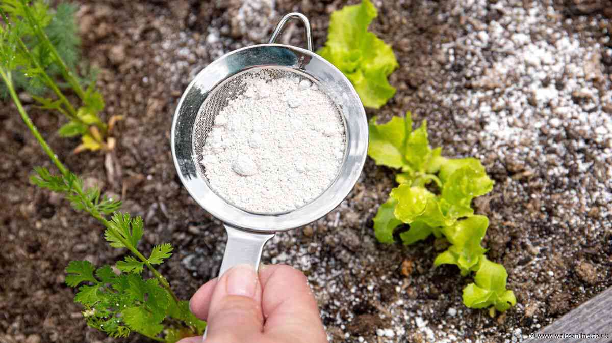 Put 1 kitchen staple in garden in October to keep plants protected