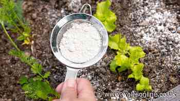 Put 1 kitchen staple in garden in October to keep plants protected