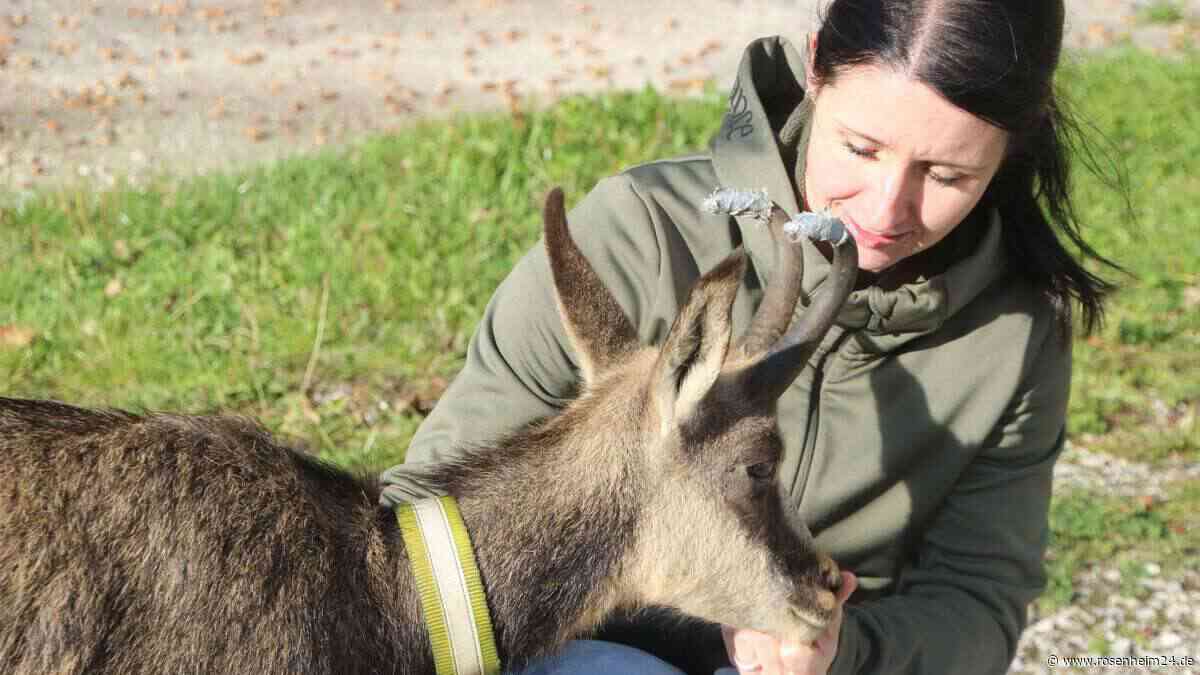 Das Kitz vom Berggasthof: Wie Köchin Nina zur Ersatzmama von Gamsbock „Flötzinger“ wurde