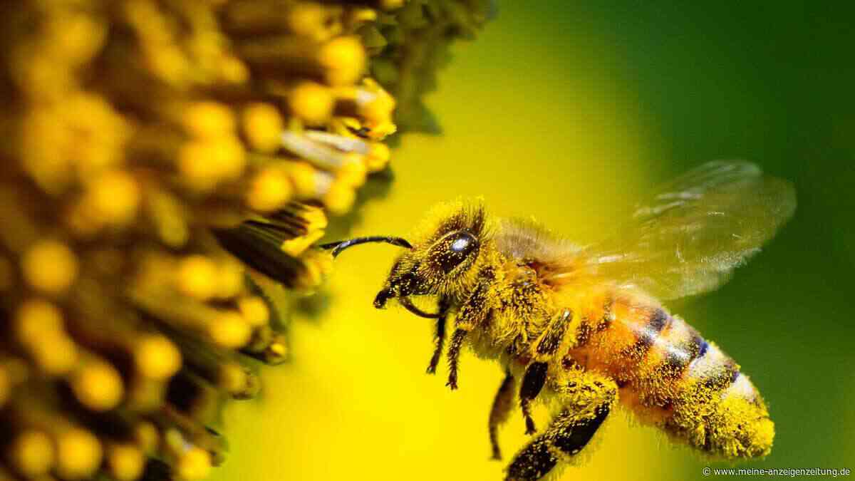 „Fürs Überleben zentral“ – Was die Weltnaturkonferenz vorhat