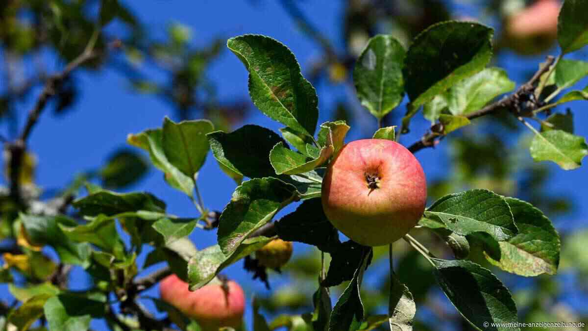 „Großes wirtschaftliches Problem“: Experte erklärt Auswirkungen des Klimawandels für Obstbauern