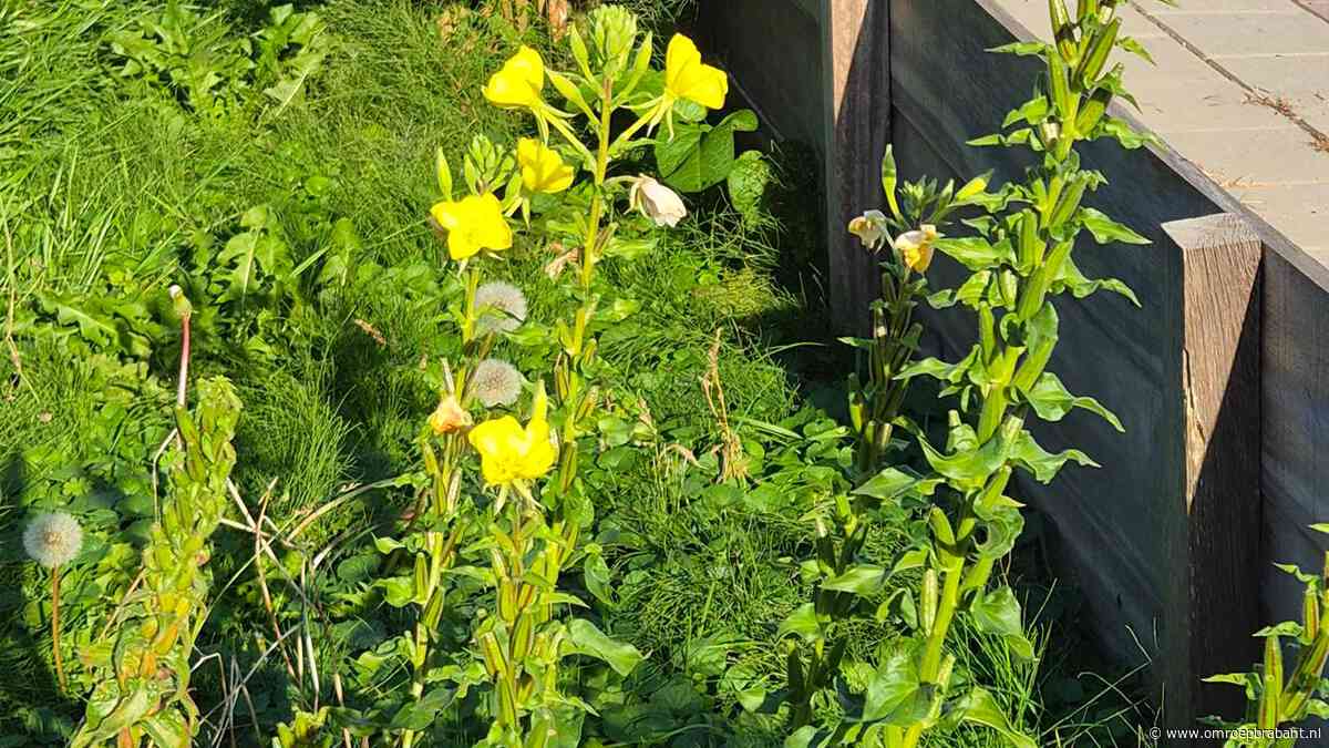 De plant bij Corey doet iets bijzonders wat je volgens Frans móet meemaken