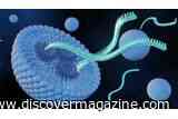 Understanding How mRNA Vaccines Break Down in the Body May One Day Help Fight Cancer