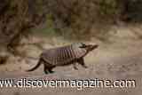 Elusive Baby Giant Armadillo Caught on Camera, a Rare Sighting in the Peruvian Rainforest