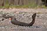 Thousands of Snakes Close This Illinois Road Twice a Year as They Move Between Seasonal Habitats