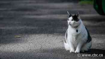 Deadly feline disease outbreak kills 20 cats in Rivière-du-Loup, Que.