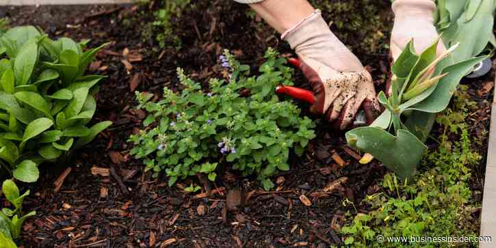 When AI and robots work together, Anthropic says these jobs are at risk. Should gardeners worry?