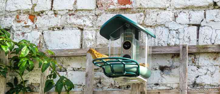 Kiwibit Bird Feeder 2 Pro review: sharp 4K detail, choppy video