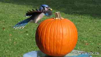 Scenes from the fall: Enjoy these photos from around New Brunswick