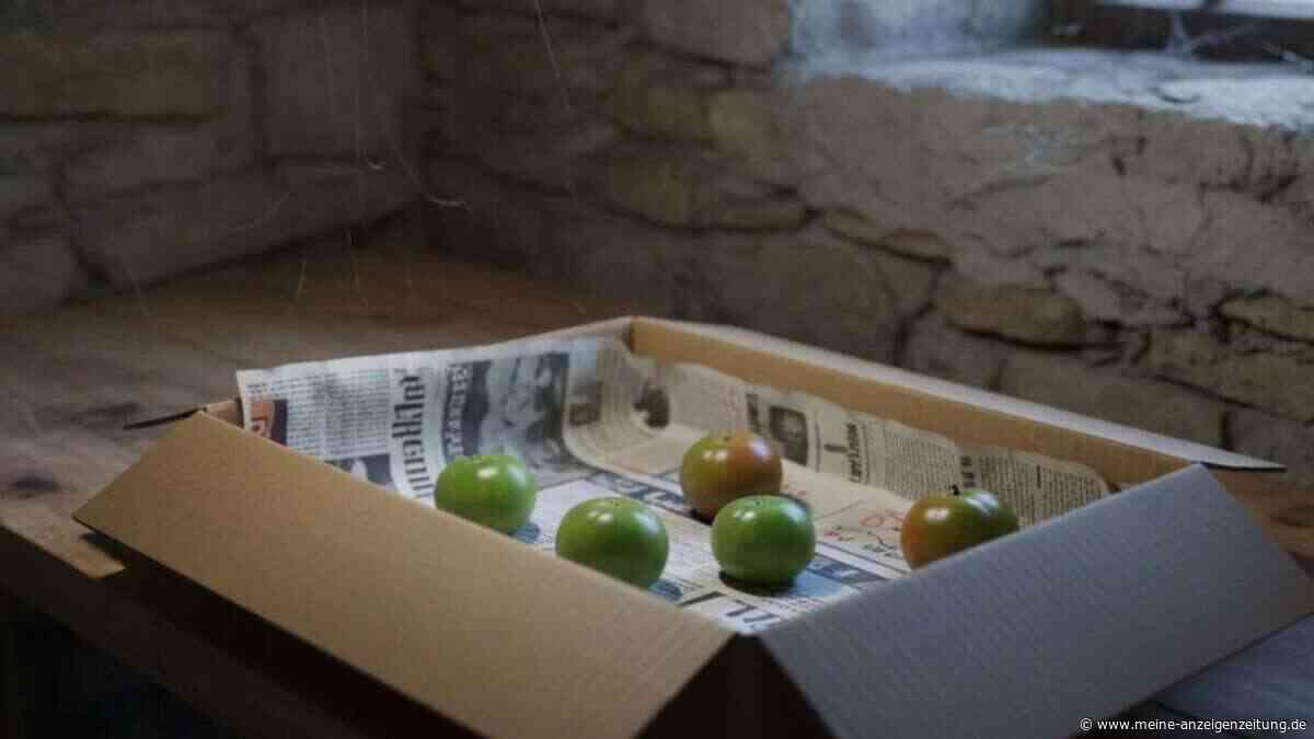 Mit einem Trick reifen grüne Tomaten trotz kühlerer Temperaturen
