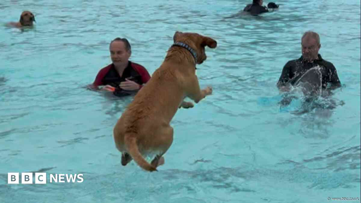 In Pictures: 'Lido's dog event' and 'world BBQ finalists'